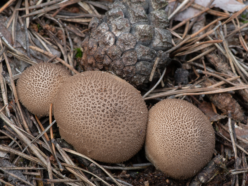 Lycoperdon nigrescens